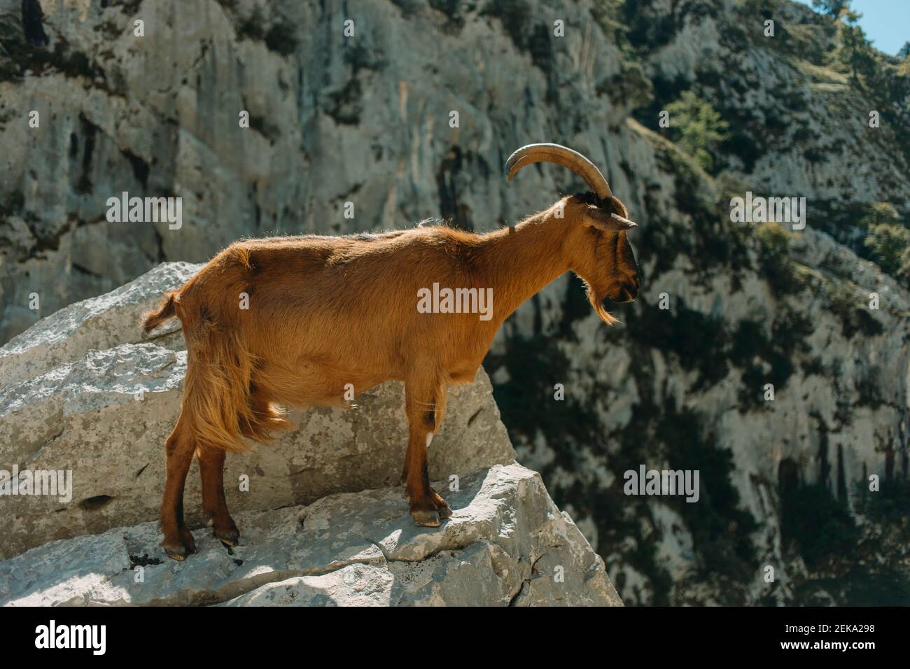 Capra in piedi al bordo della montagna a Cares Trail nel Parco Nazionale Picos De Europe, Asturias, Spagna Foto Stock