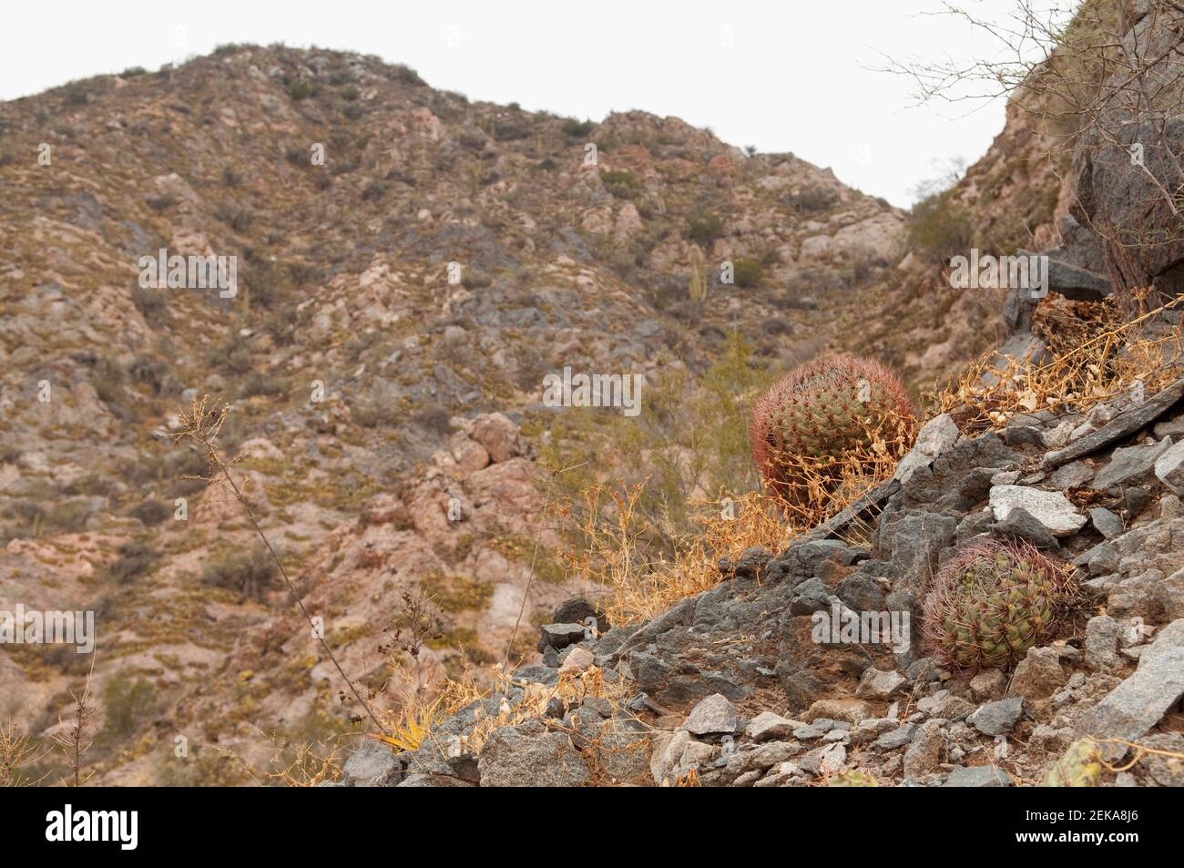 Cactus su una montagna, la Rioja Provincia, Argentina Foto Stock