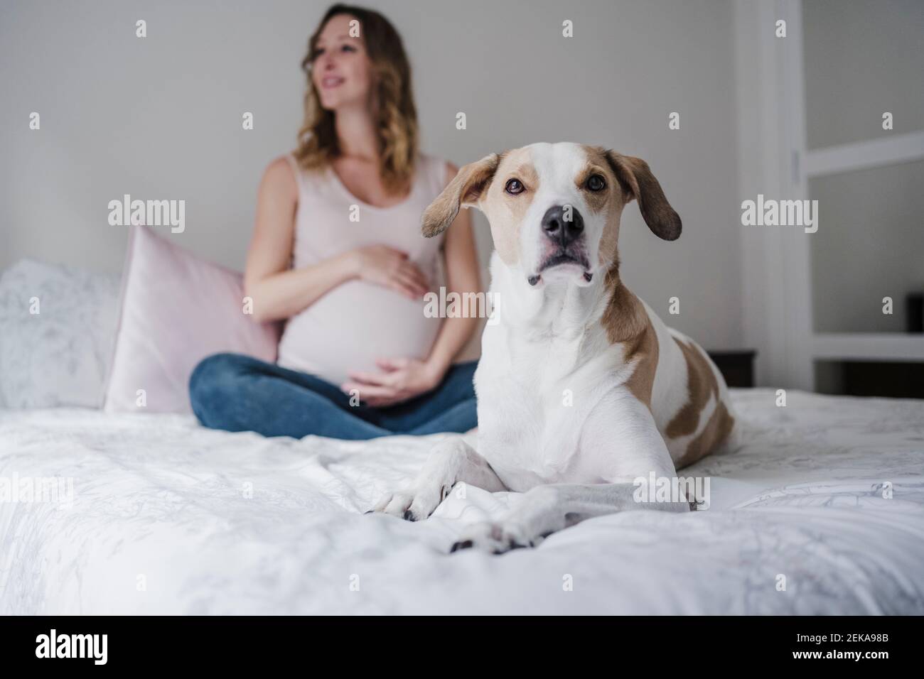 Cane seduto sul letto mentre donna incinta contemplare in background a casa Foto Stock