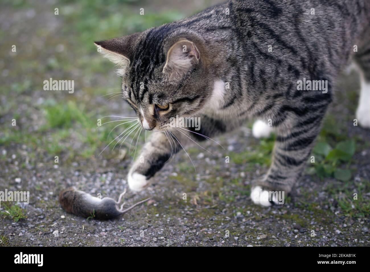 Il gatto giovane a strisce grigie cattura un mouse nel cortile. Foto Stock