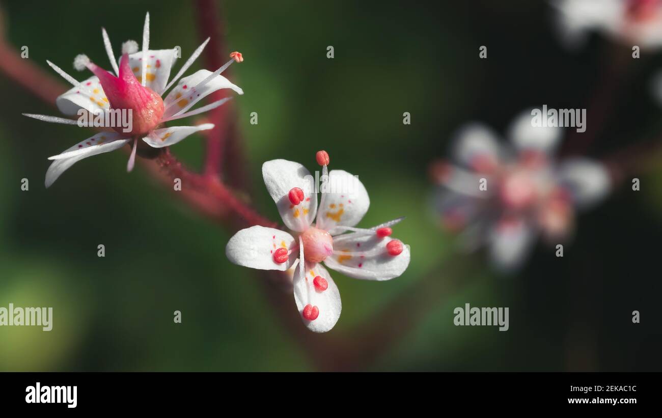 Fiori in fiore di sassifrage umbrosa nel giardino d'estate primo piano. Foto Stock