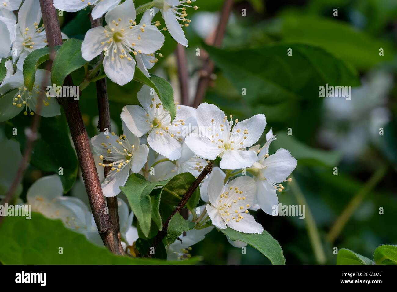Delicati fiori bianchi e foglie verdi della pianta ornamentale di Philadelphus, conosciuta come arancio di mock dolce o dogwood inglese. Foto Stock