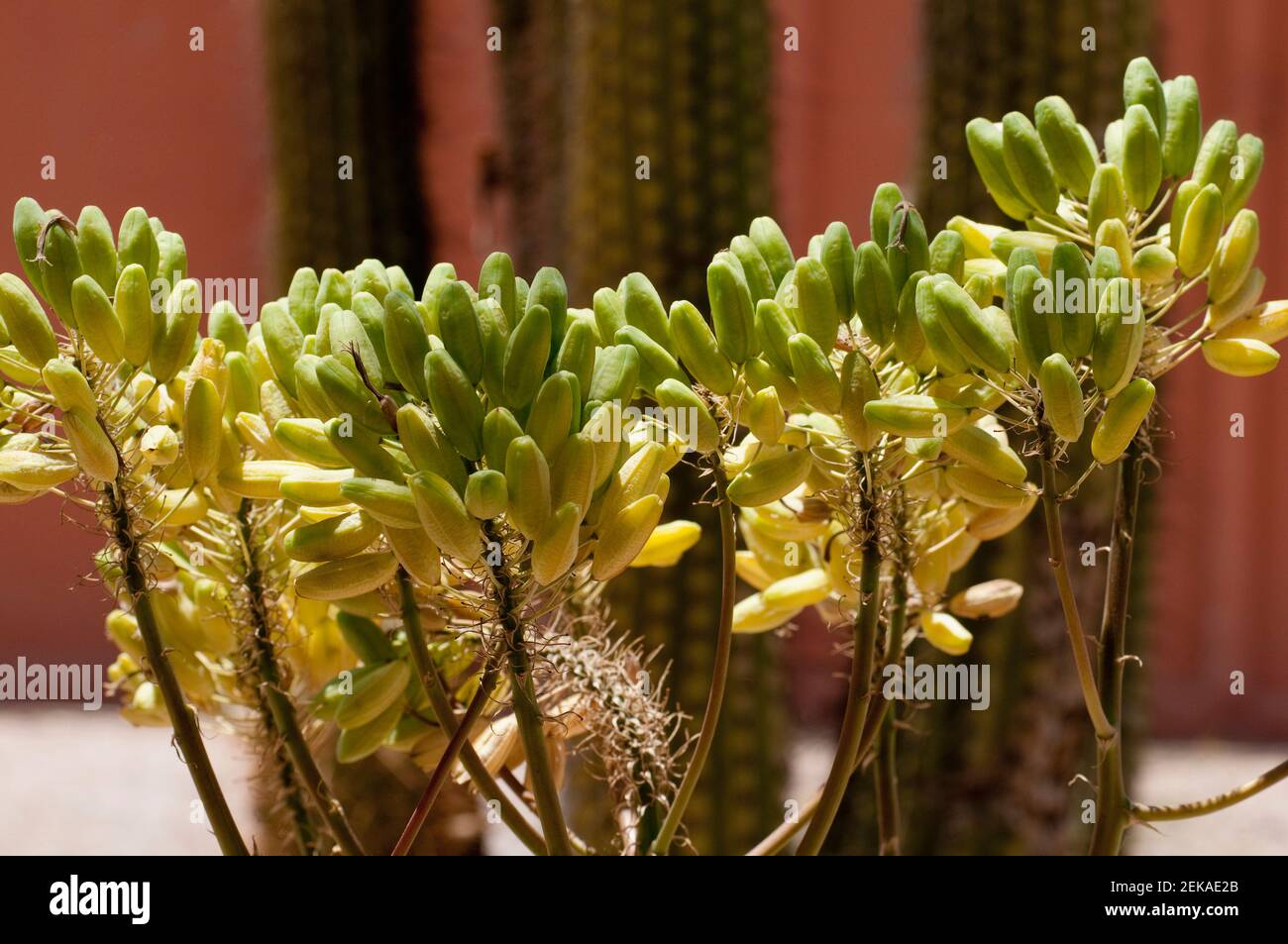 Primo piano di fiori di Aloe, provincia di la Rioja, Argentina Foto Stock