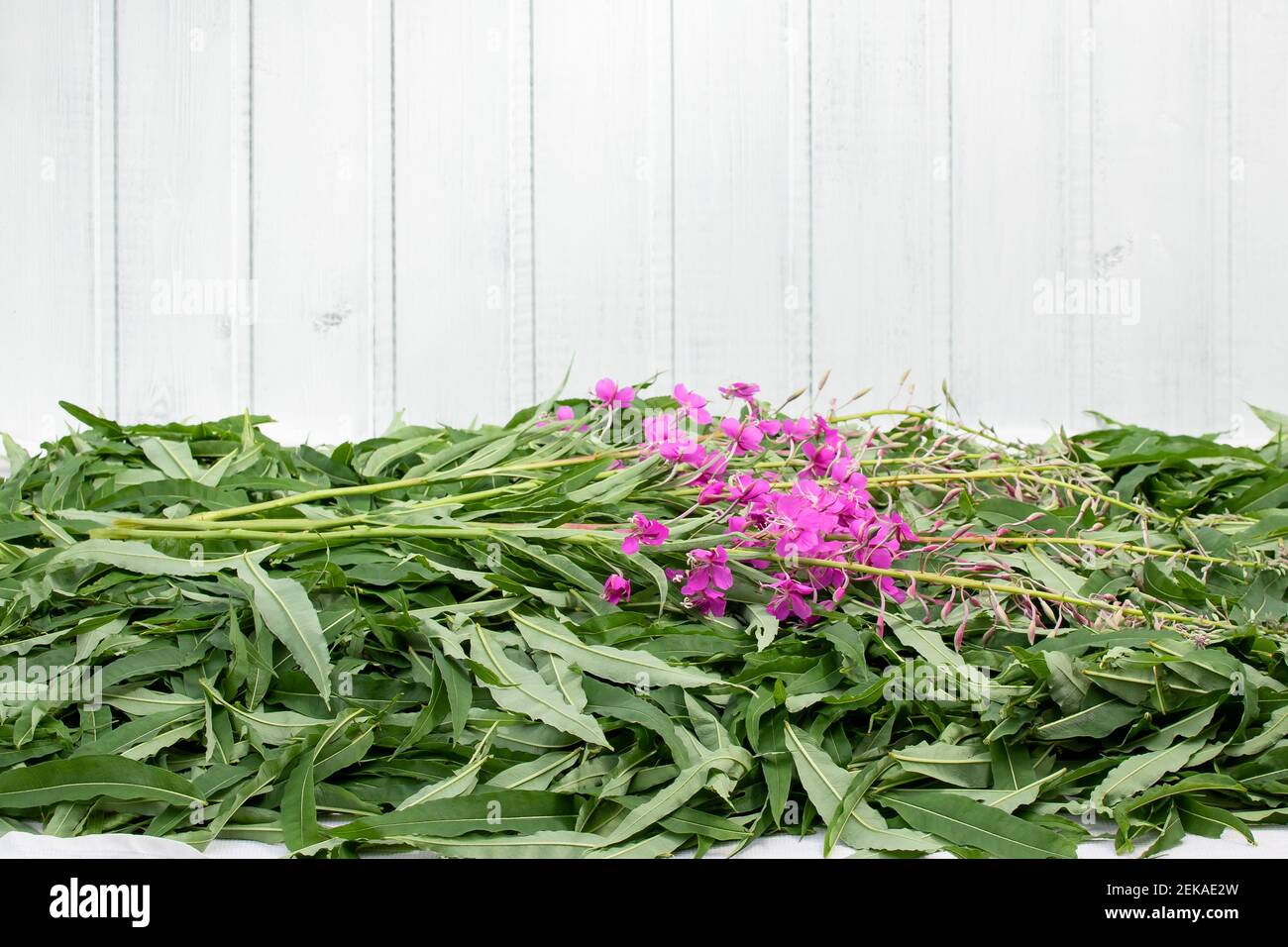 Raccolta di erbacce da fuoco per il tè - asciugando foglie e fiori, copyspace Foto Stock