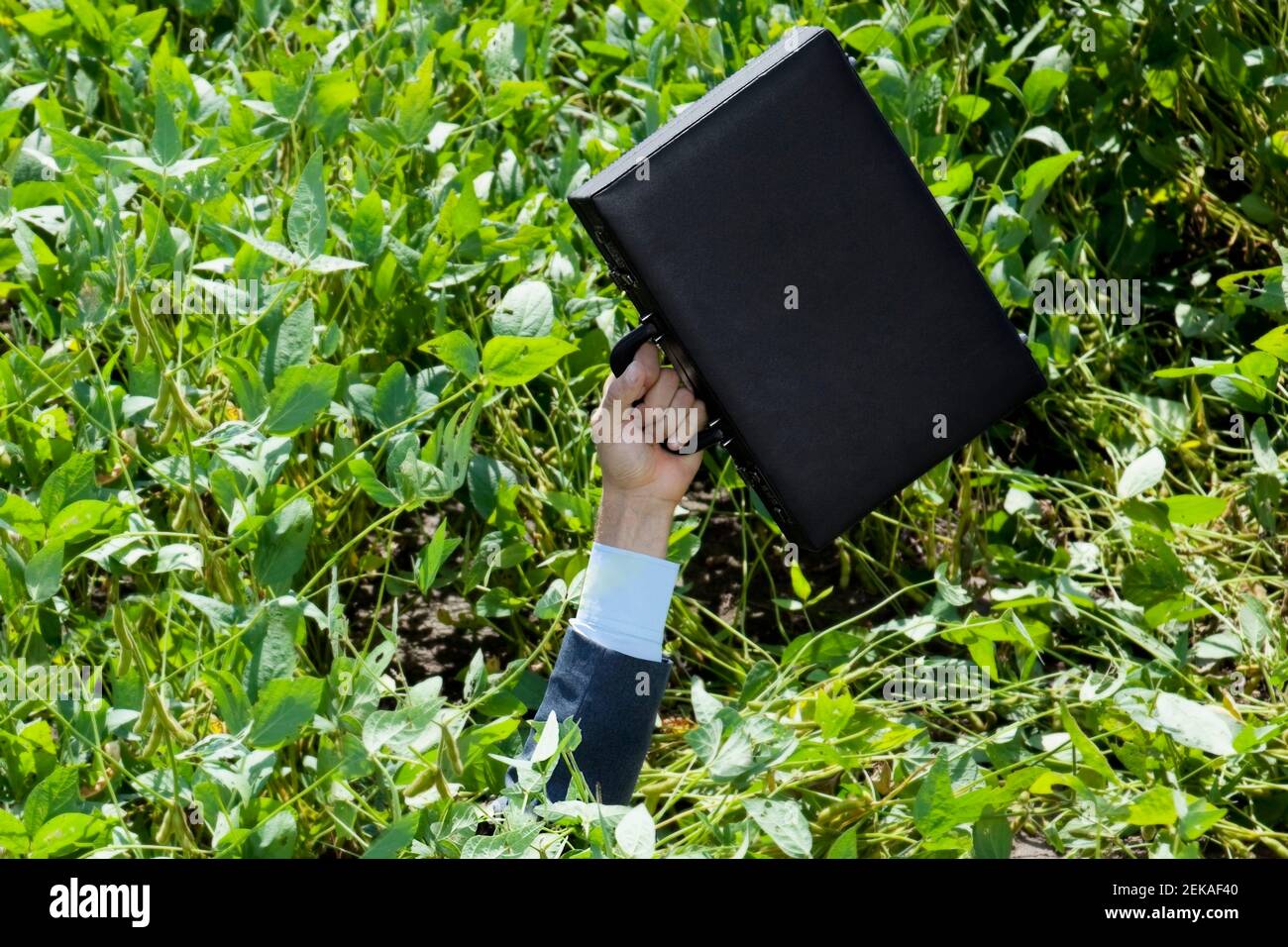 Uomo d'affari handÅ½s emergendo con una valigetta da Bush Foto Stock