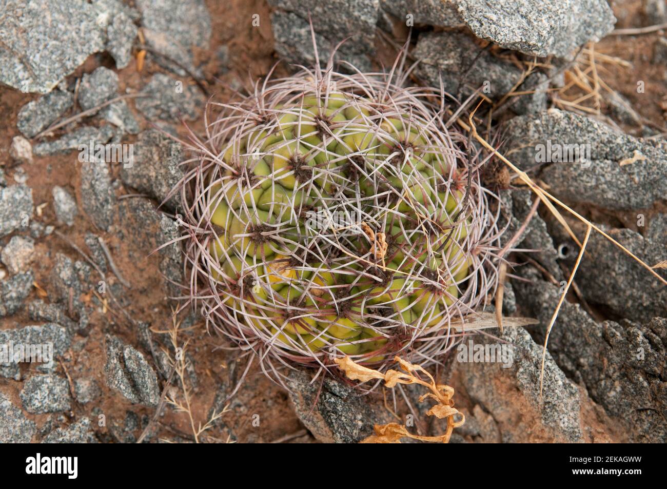 Primo piano di un cactus, la Rioja Province, Argentina Foto Stock