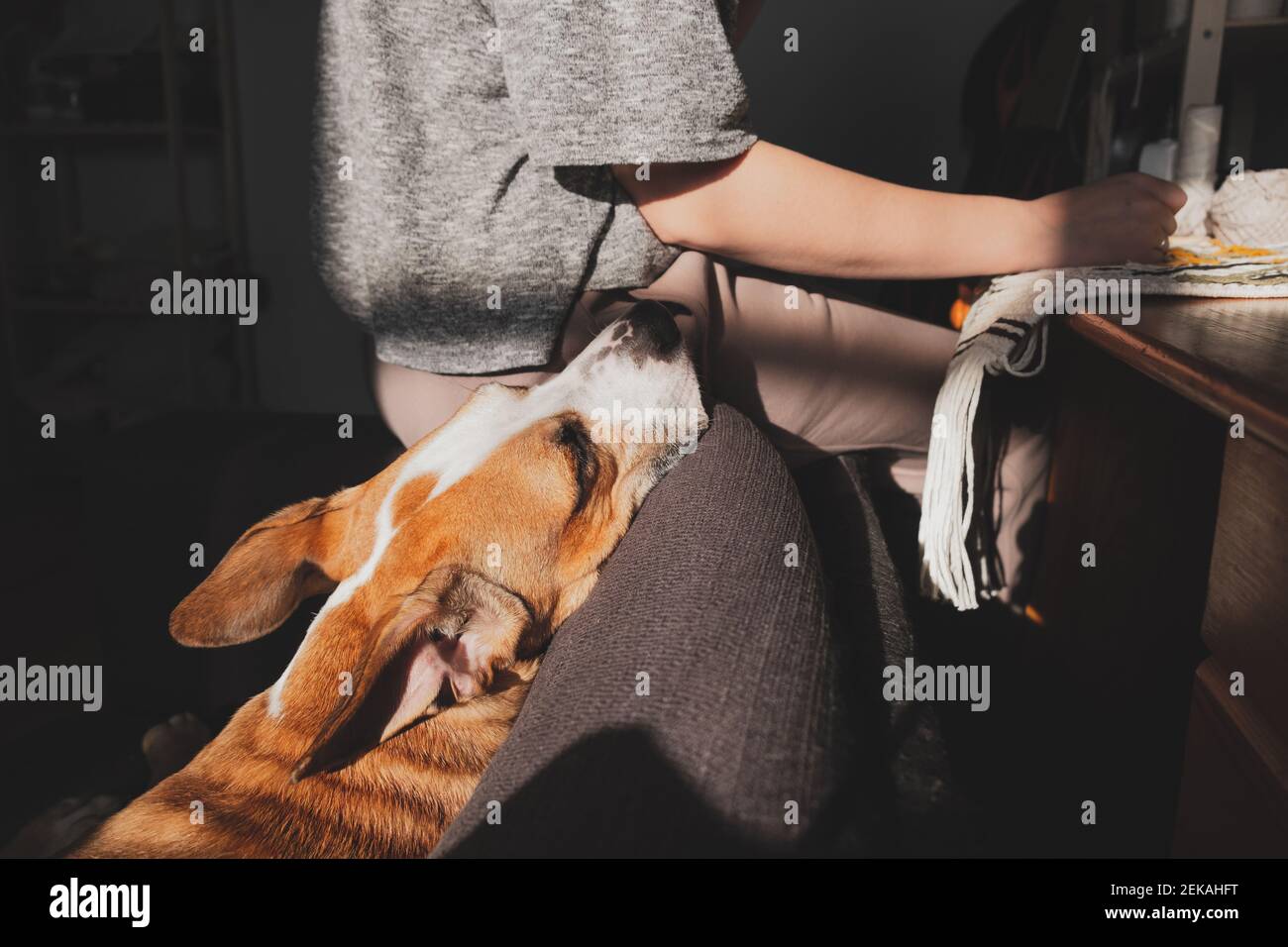 Il cane si siede accanto ad una donna che pratica hobby artigianale a casa. La vita con gli animali domestici al chiuso, la quarantena, il soggiorno a casa attività, la fedeltà degli animali domestici e compagnia Foto Stock