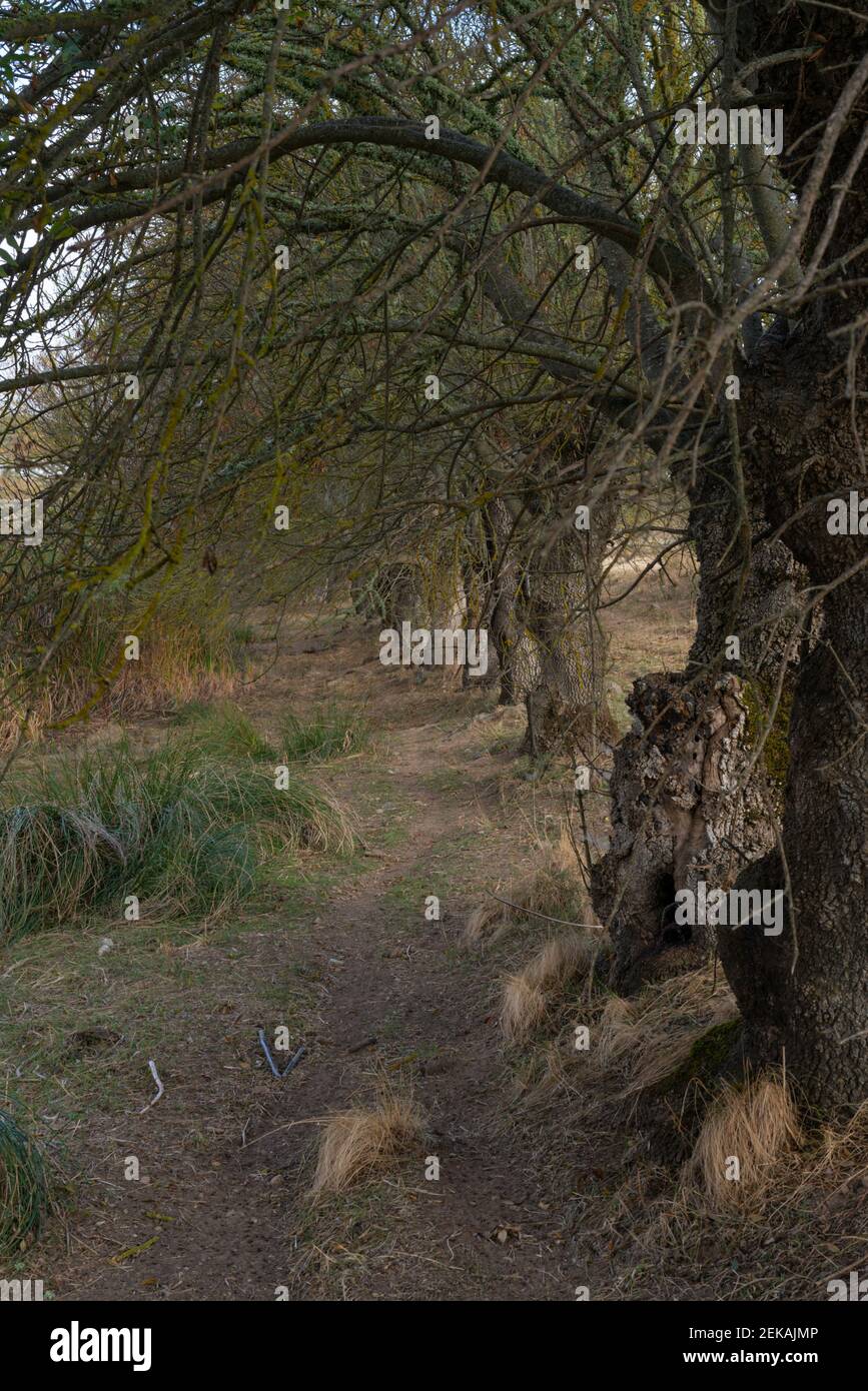 Percorso di sughero alberi in Alentejo, Portogallo Foto Stock