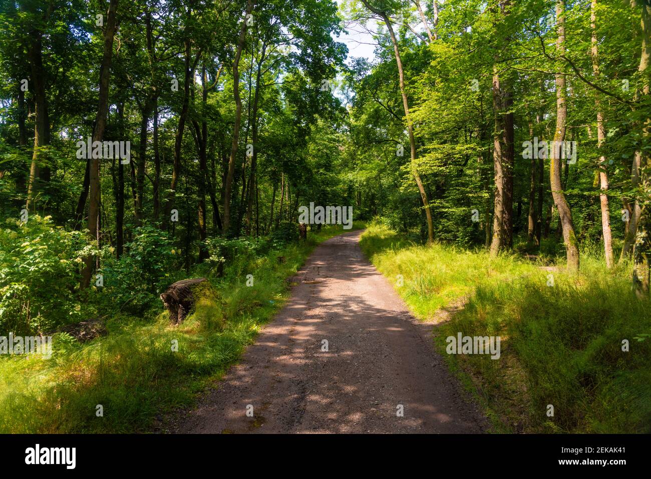 Sentiero vuoto nella Foresta Turingia in giornata di sole Foto Stock