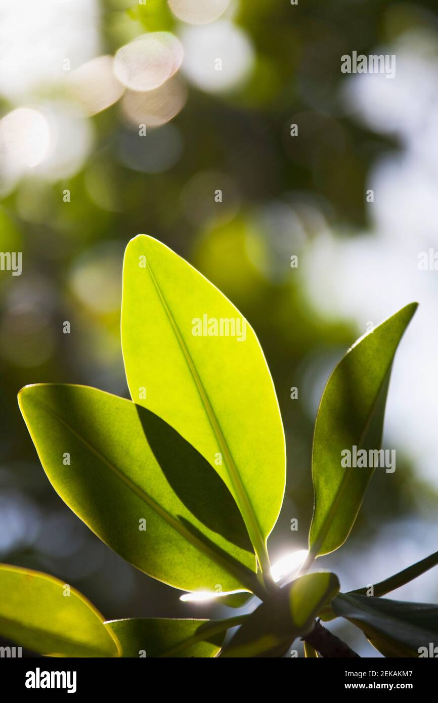 Primo piano di foglie, John Pennekamp Coral Reef state Park, Key Largo, Florida Keys, Florida, USA Foto Stock