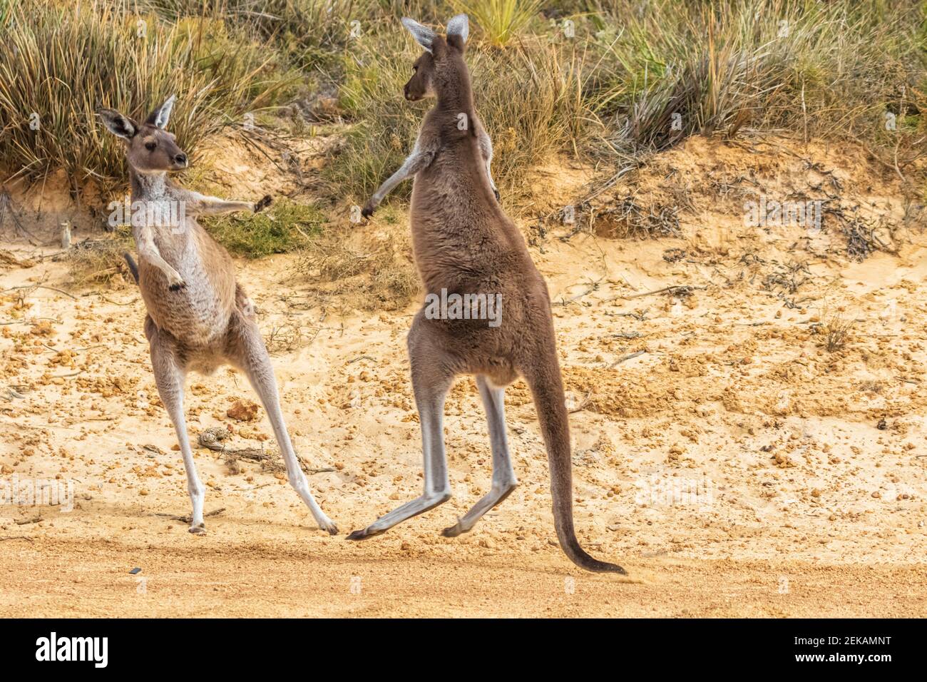 Western Grey Giant Kangaroos lotta Foto Stock