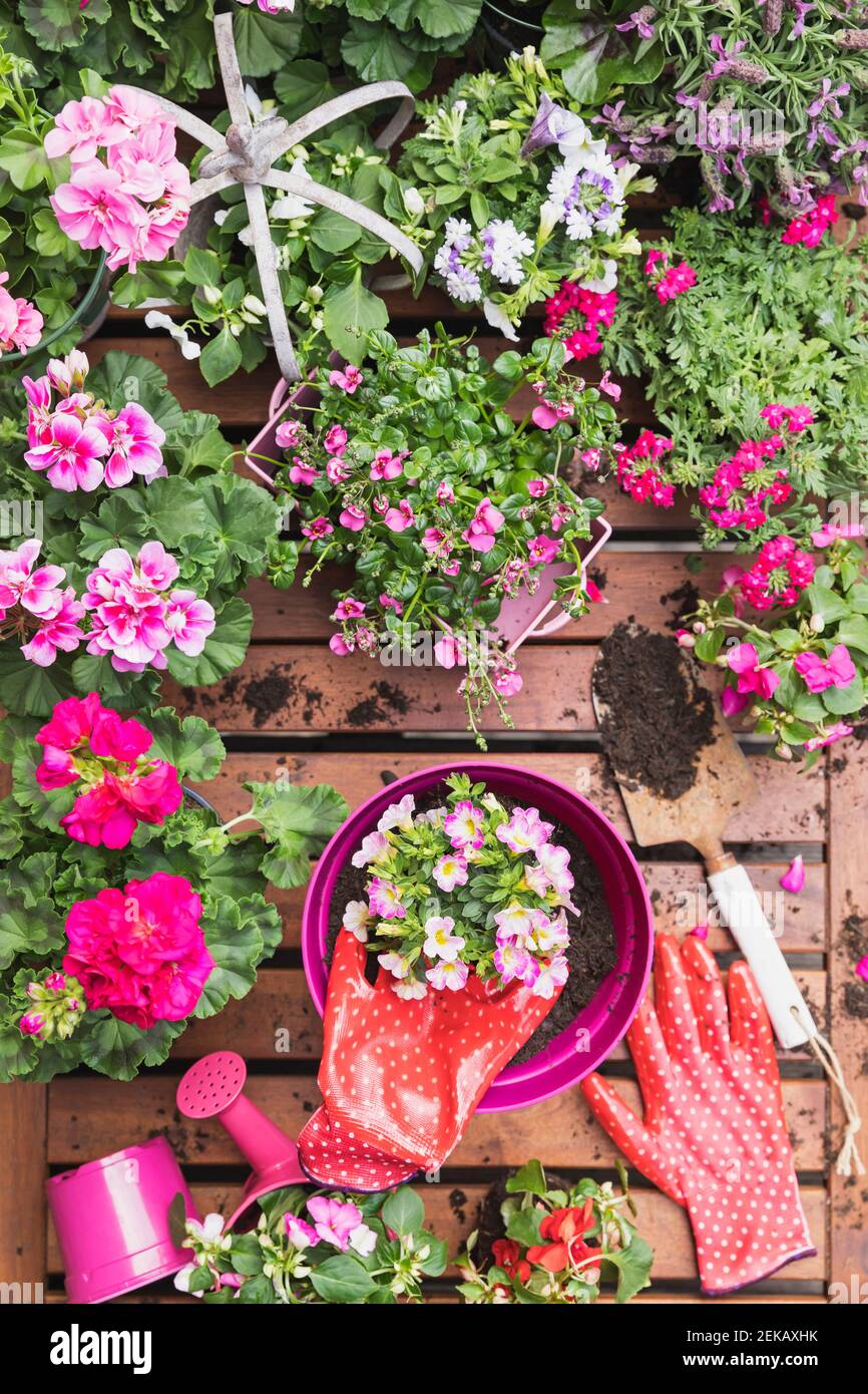 Fiori estivi rosa coltivati sul balcone Foto Stock