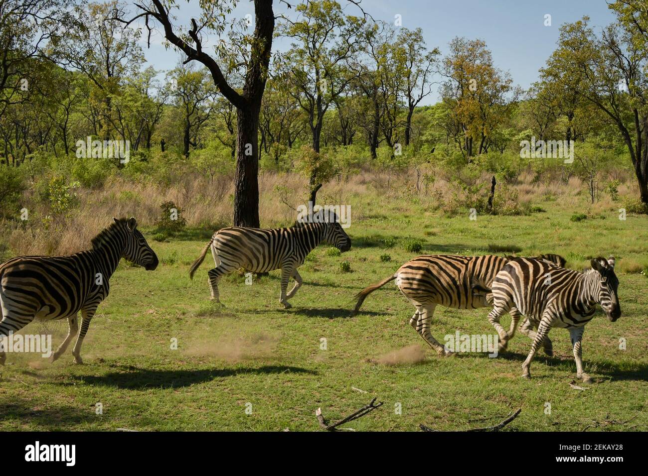Correre in natura Foto Stock