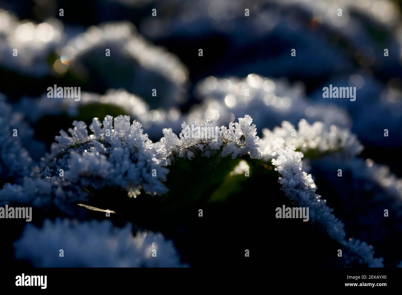 Cristalli di gelo invernale Foto Stock