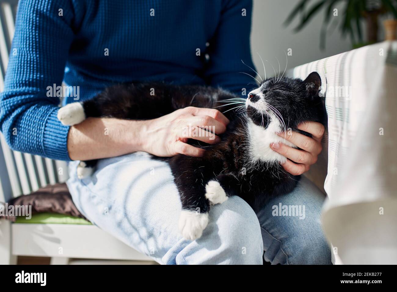 Giovane uomo che accarezza il suo gatto a casa durante il giorno di sole. Temi fiducia, cura e amicizia tra persone e animali domestici. Foto Stock