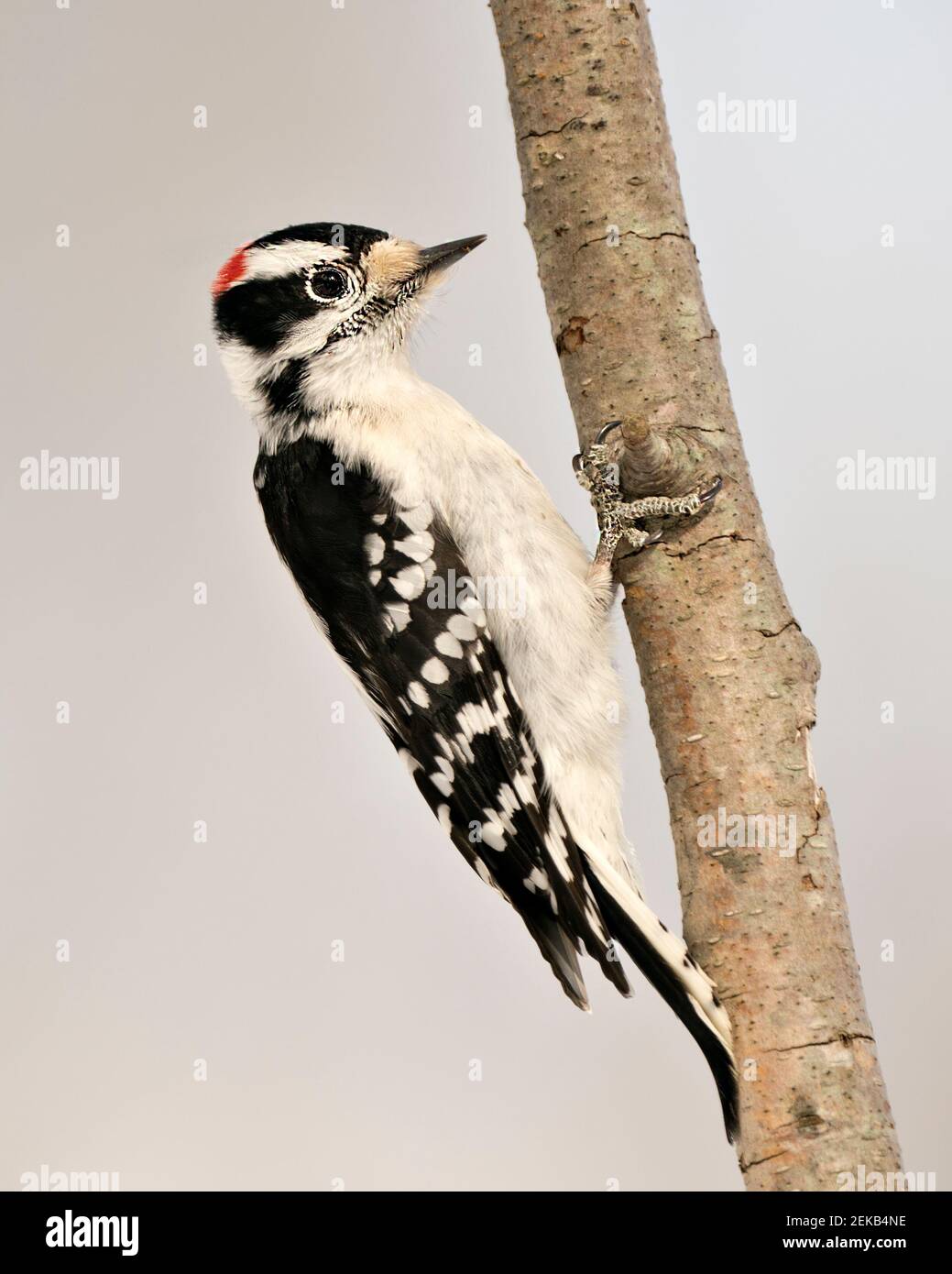 Woodpecker primo piano profilo vista arrampicata ramo albero e mostra piuma precipitare nel suo ambiente e habitat nella foresta con un backgrou sfocato Foto Stock