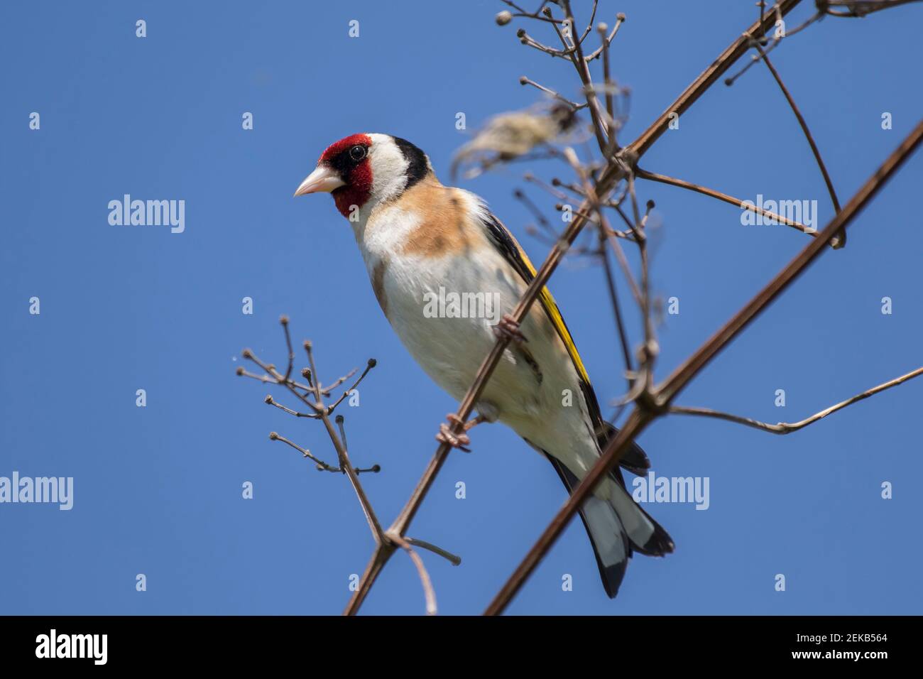 Il briciolo europeo (Carduelis carduelis) perching in ramo contro cielo blu chiaro Foto Stock