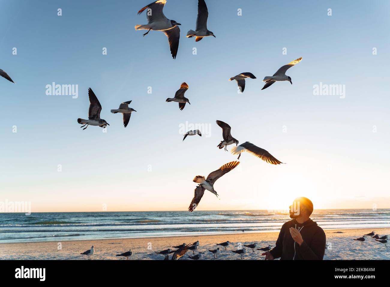 Gabbiani che volano sopra l'uomo medio adulto contro il cielo durante il tramonto Foto Stock