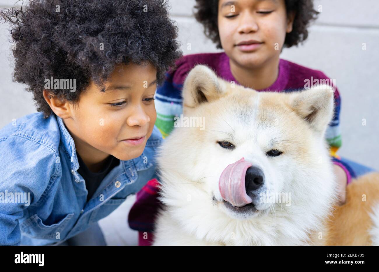 Ragazzo che guarda il cane che si stacca la lingua mentre si siede con ragazza sullo sfondo contro il muro Foto Stock
