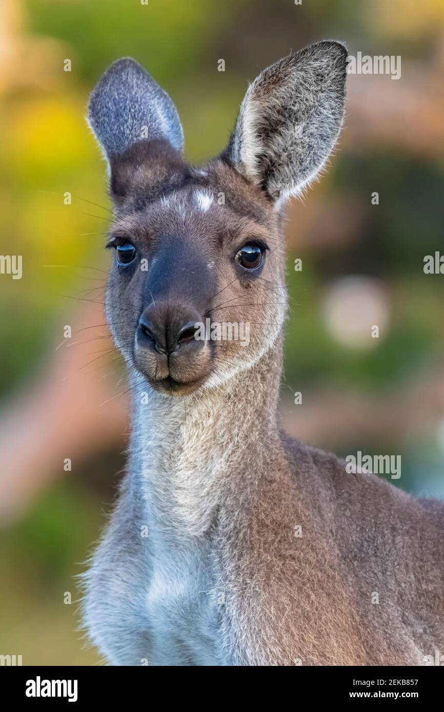 Australia, Australia Occidentale, Windy Harbour, primo piano ritratto di canguro rosso (Macropus rufus) Foto Stock