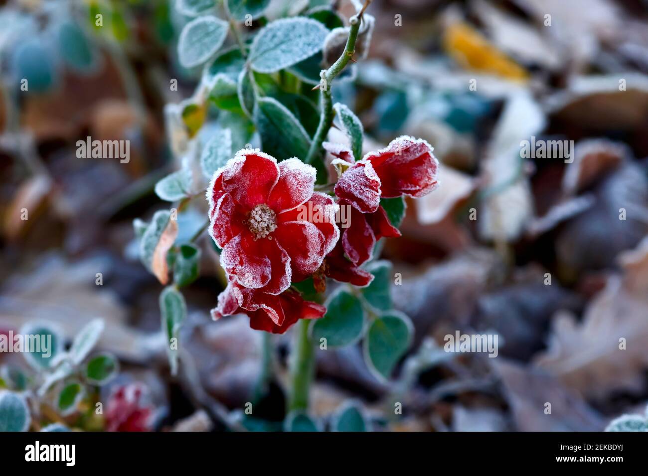 Fiori rossi ghiacciati in inverno Foto Stock