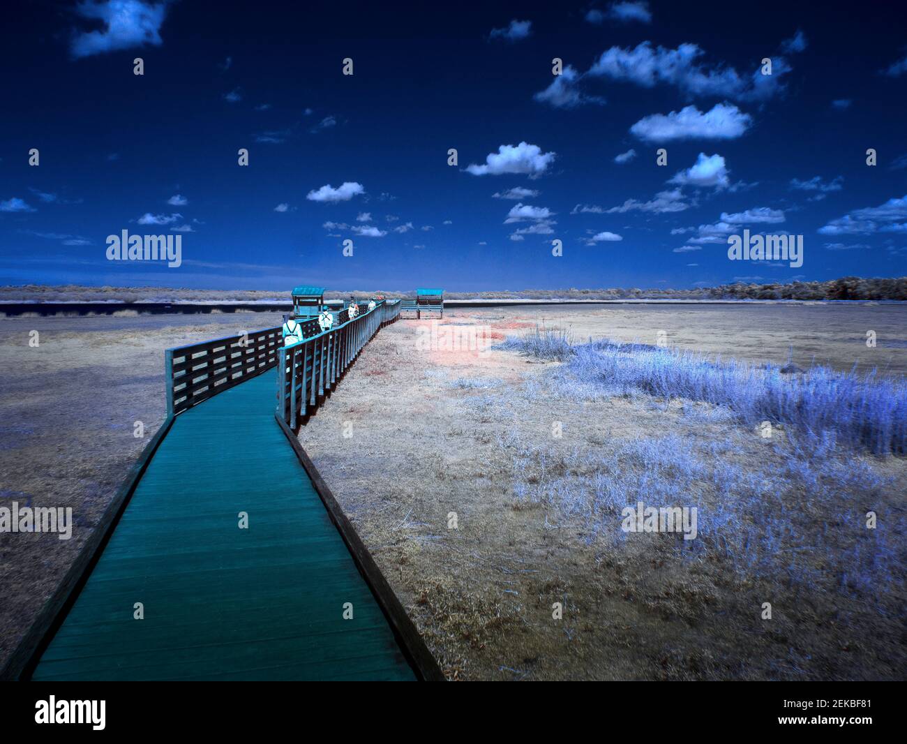 Immagine rossa a infrarossi scattata nel Myakks River state Park in Sarasota Florida USA Foto Stock