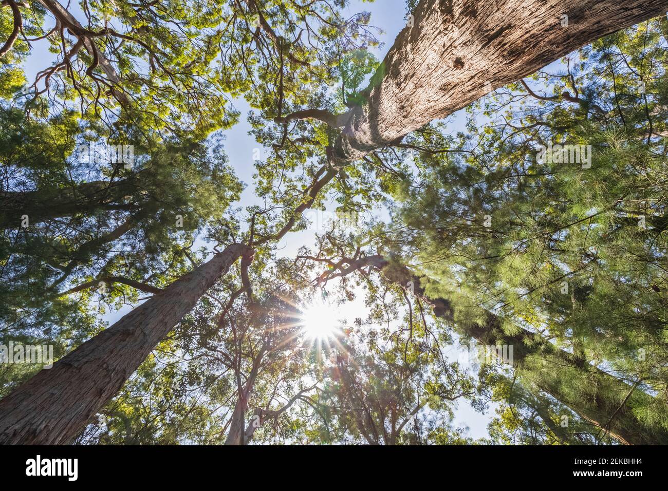Sole che splende su tettoie di alti alberi di tingle rossi (Eucalipto jacksonii) crescere nel Parco Nazionale Walpole-Nornalup Foto Stock