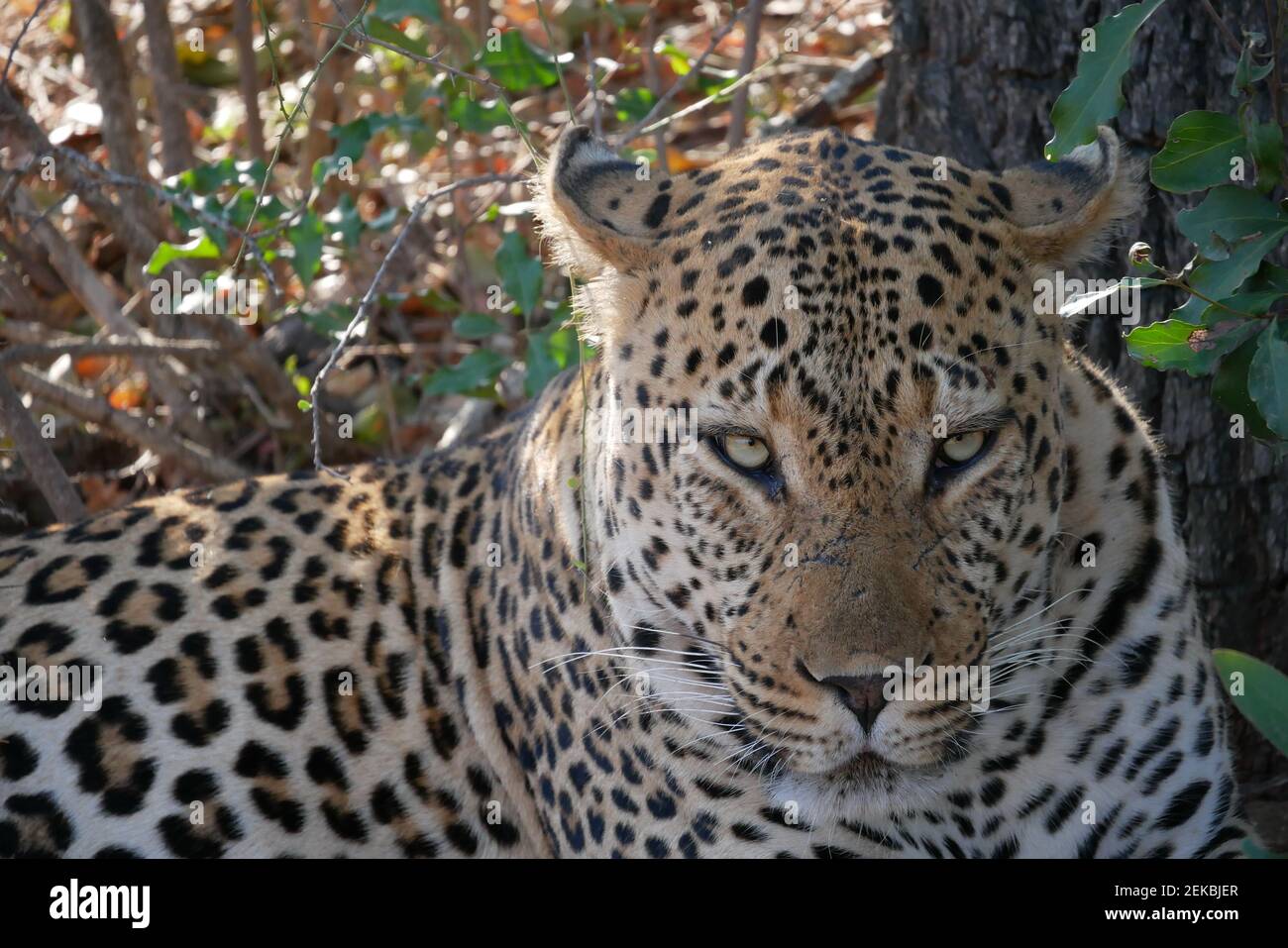 leopardo africano nel cespuglio Foto Stock