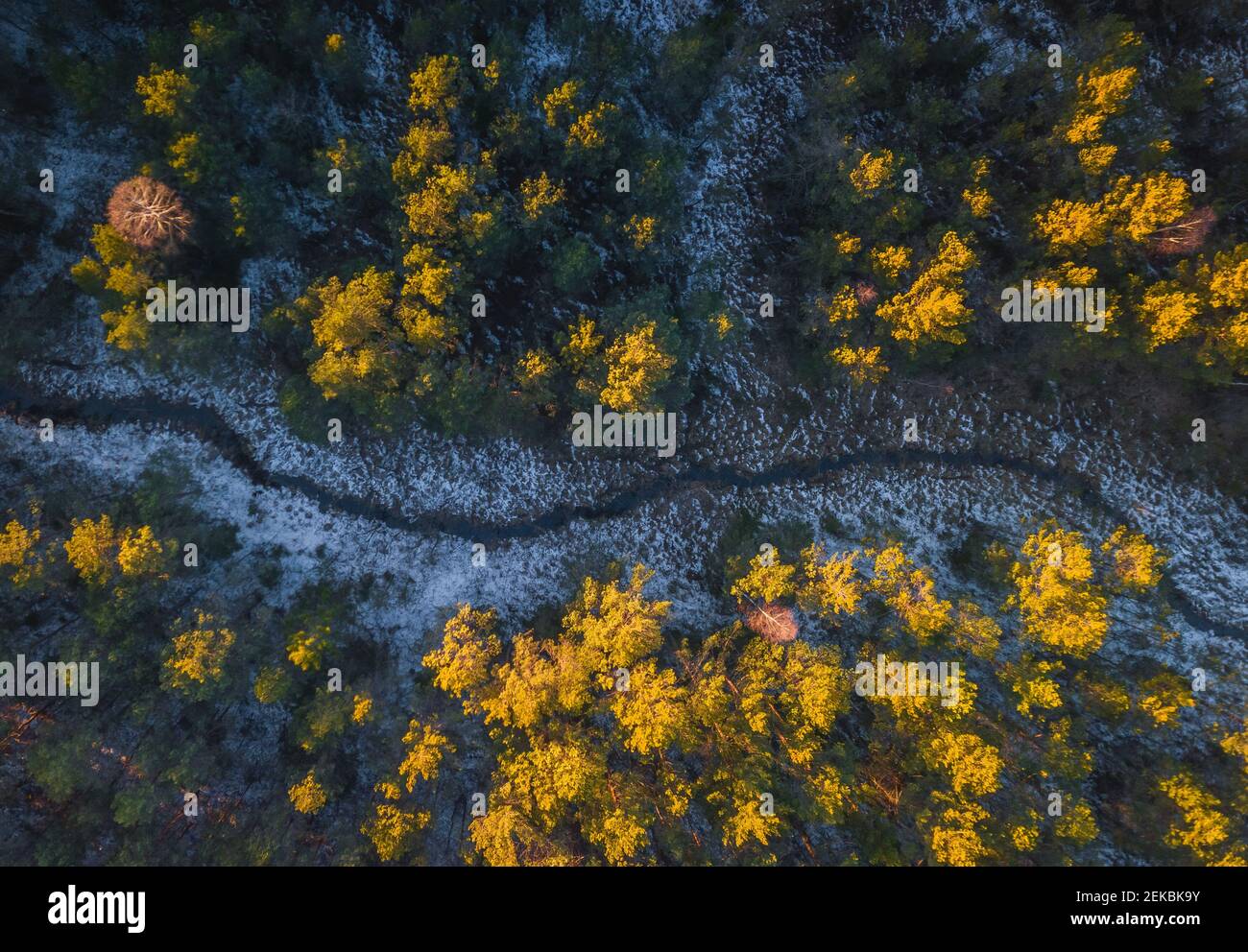 Il drone aereo sorvola le foreste primaverili nella sera d'oro leggero Foto Stock