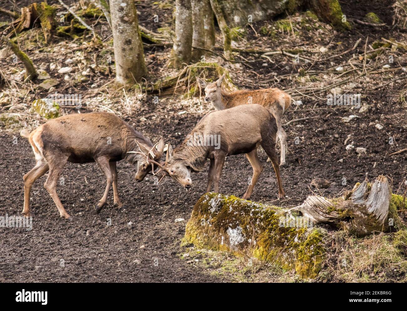 Due cervi rossi (Cervus elaphus) aggraffati con formiche Foto Stock