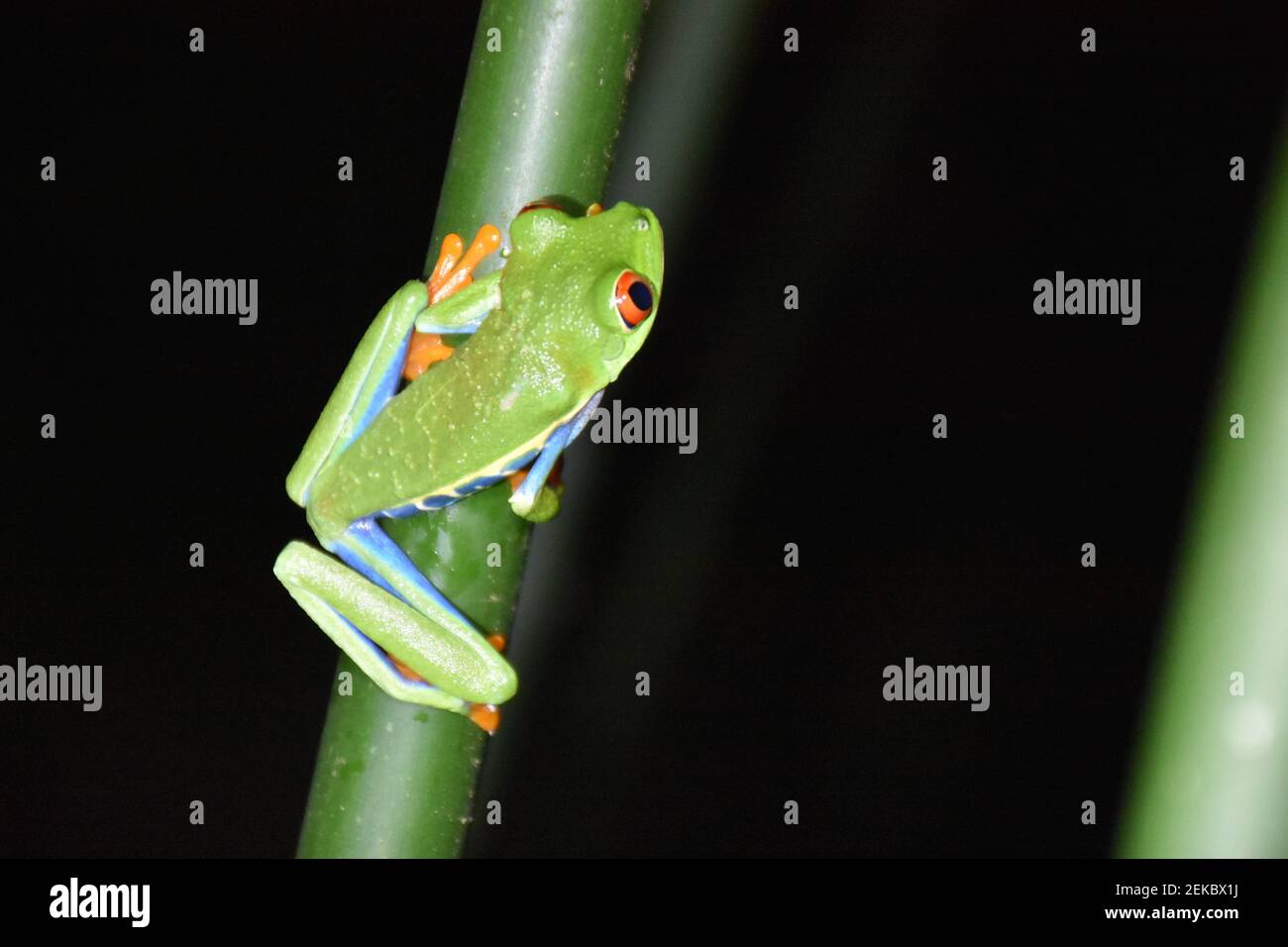Rana rossa dagli occhi brillanti presa in riso Costa Foto Stock