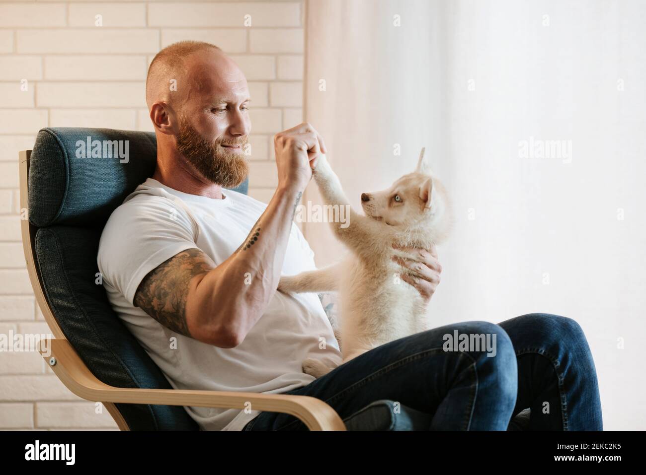 Uomo medio adulto che gioca con il cucciolo di Husky siberiano mentre si siede su poltrona a casa Foto Stock