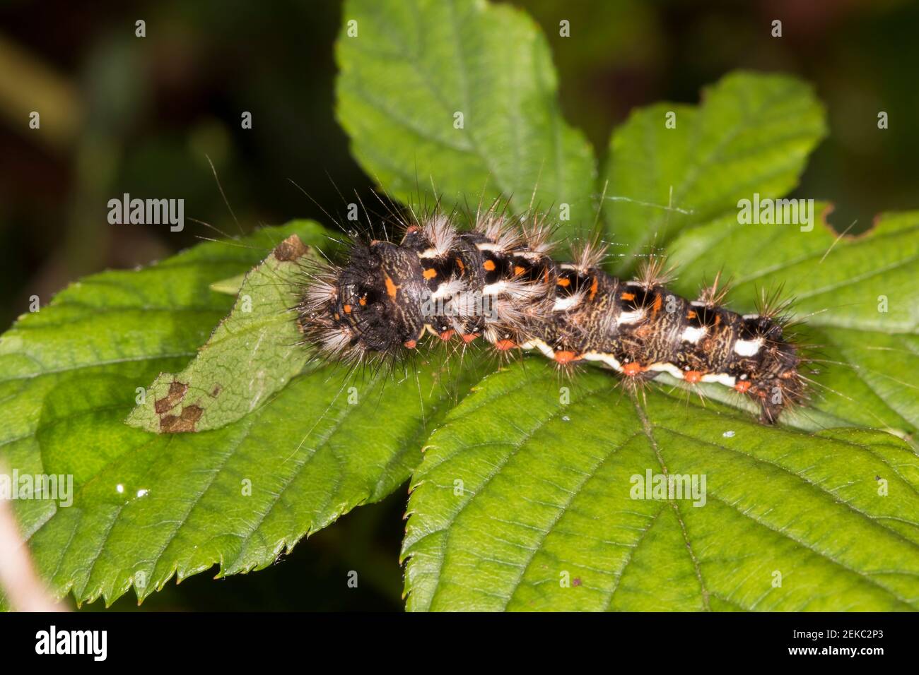 Germania, Baviera, Chiemgau, primo piano di falena di cigno (Sfrageidus similis) caterpillar su foglia Foto Stock
