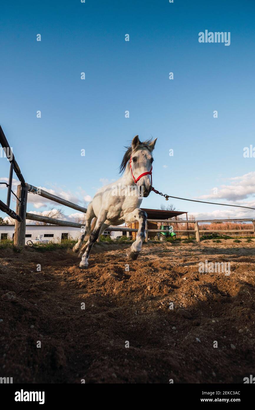 Cavallo che corre da recinto ranch Foto Stock