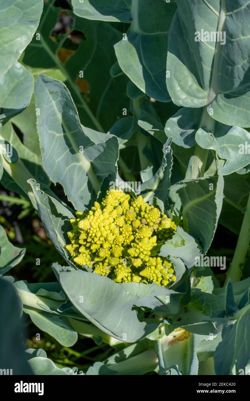 Issaquah, Washington, Stati Uniti. Romanesco broccoli, conosciuto anche come brocfiore o cavolfiore romano, è un chartreuse, vegetale dall'aspetto unico per cui è apprezzato Foto Stock