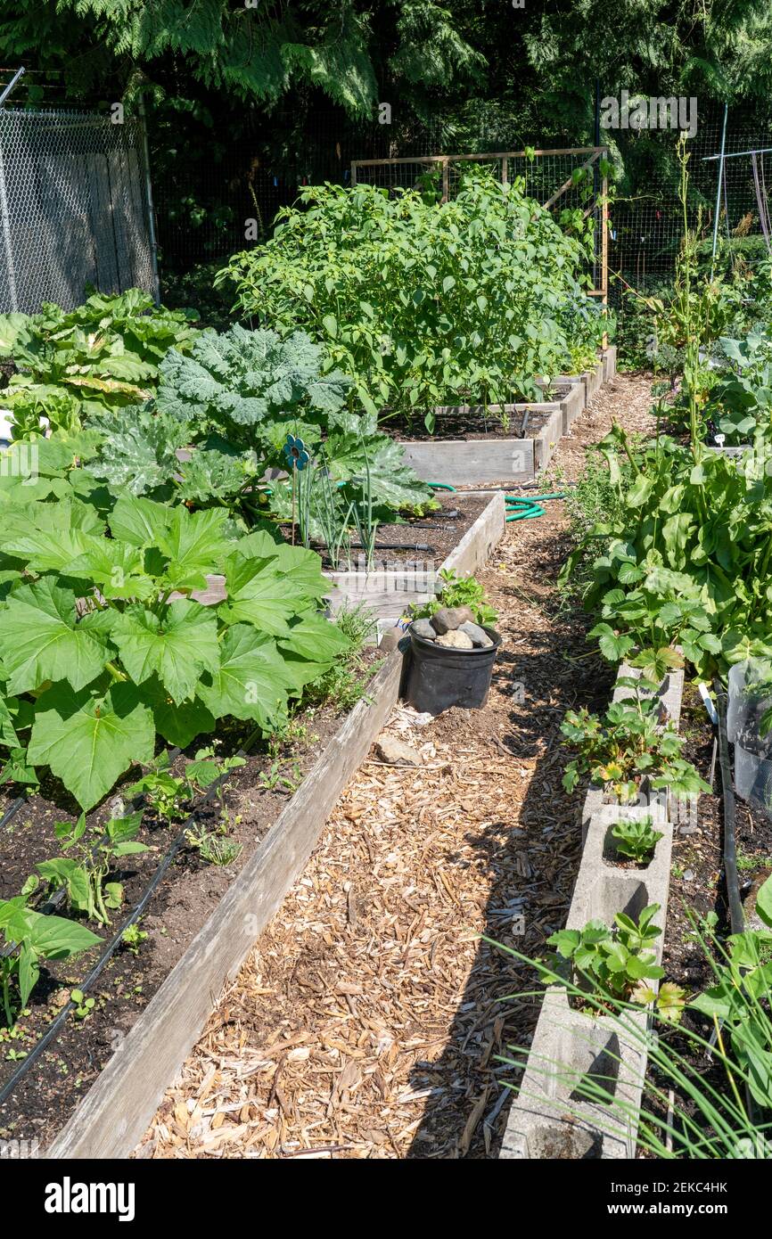 Issaquah, Washington, Stati Uniti. Letti da giardino rialzati in un giardino comune contenente fagioli, rabarbaro, cipolla, fragole, tomatillo, e molto altro ancora. (PR) Foto Stock