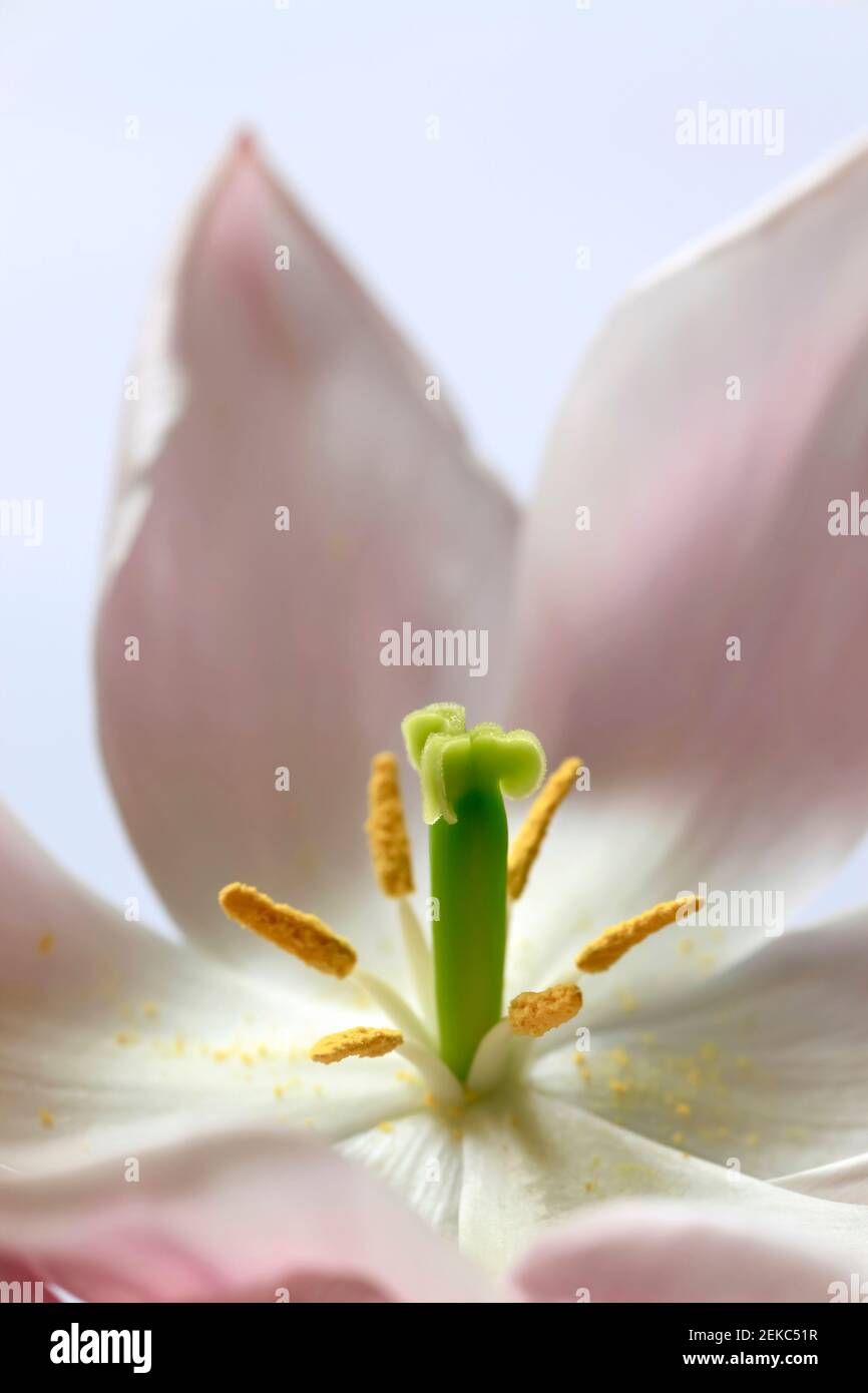 Resistenza e polline di tulipano in fiore Foto Stock