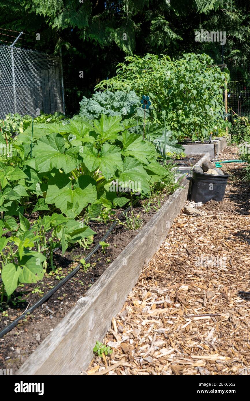 Issaquah, Washington, Stati Uniti. Letti da giardino rialzati in un giardino comune contenente rabarbaro, cipolla, tomatillo e molto altro. (PR) Foto Stock