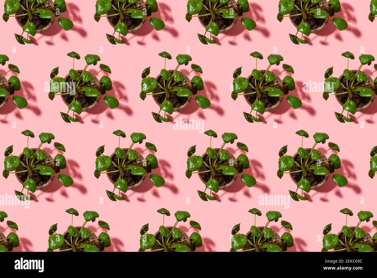 Modello di piante di moneta cinese in vaso (Pilea peperomioides) Foto Stock