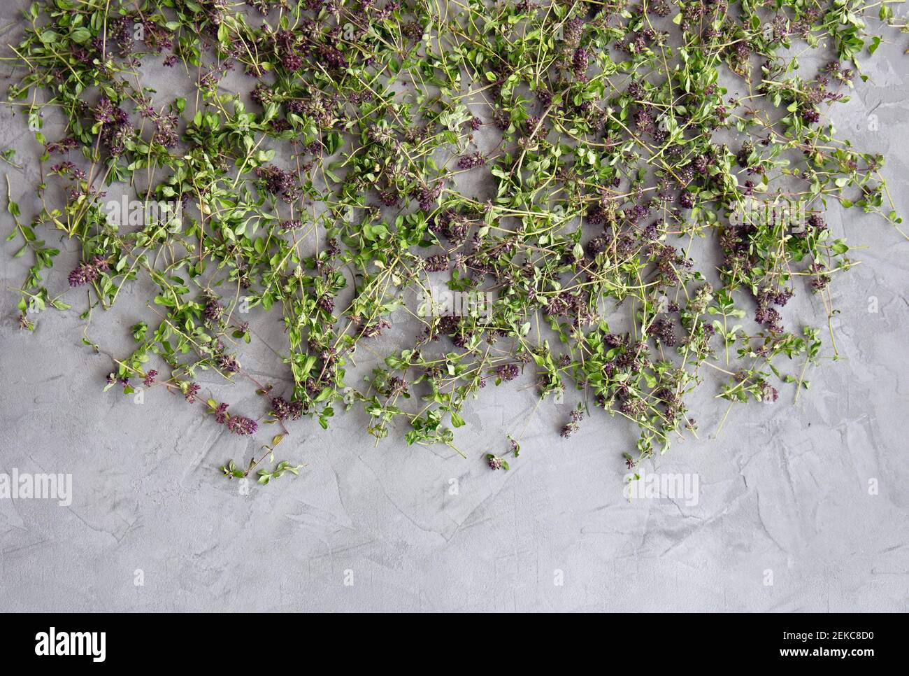 Timo fiori raccolto per asciugare. Timo tiserboristico. Erba selvatica Thymus vulgaris su fondo grigio cemento. Disposizione piatta. Vista dall'alto. Spazio di copia. Foto Stock