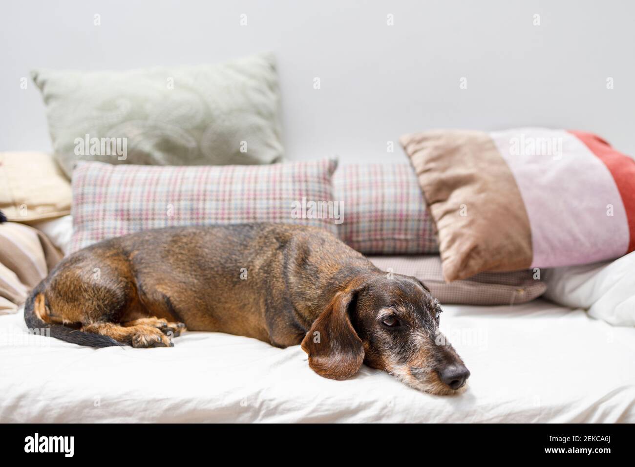 Ragazza meditating sul letto visto attraverso la struttura di cartone a casa Foto Stock