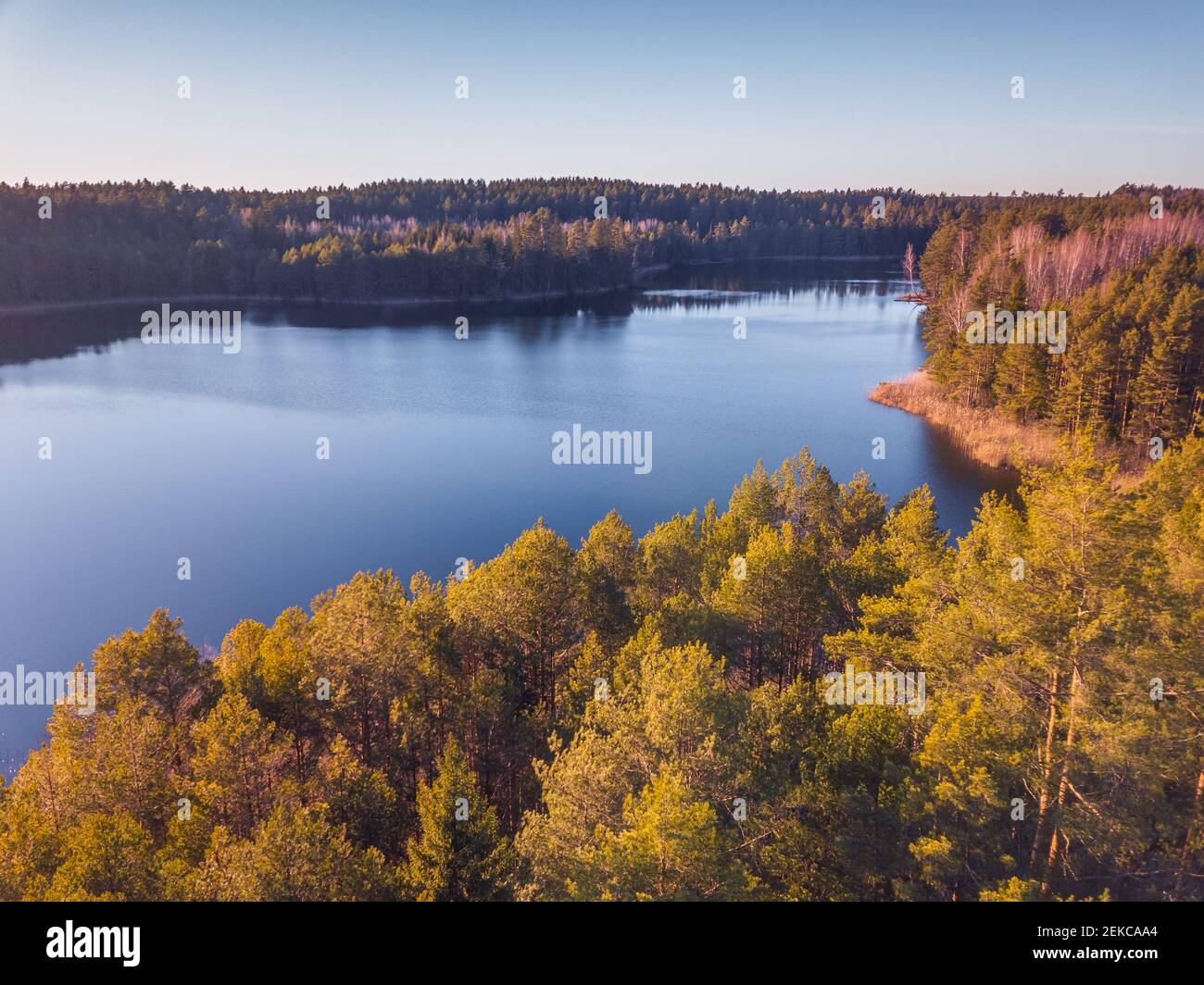 Il drone aereo sorvola le foreste primaverili nella sera d'oro leggero Foto Stock