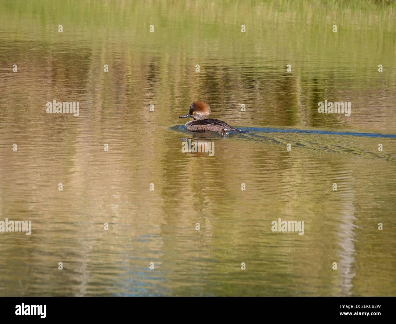 Merganser singolo non-riproduttore con cappuccio, Lophodytes cucullatus, nuoto in piccolo stagno di ritenzione, Gainesville, Florida, Stati Uniti. Foto Stock