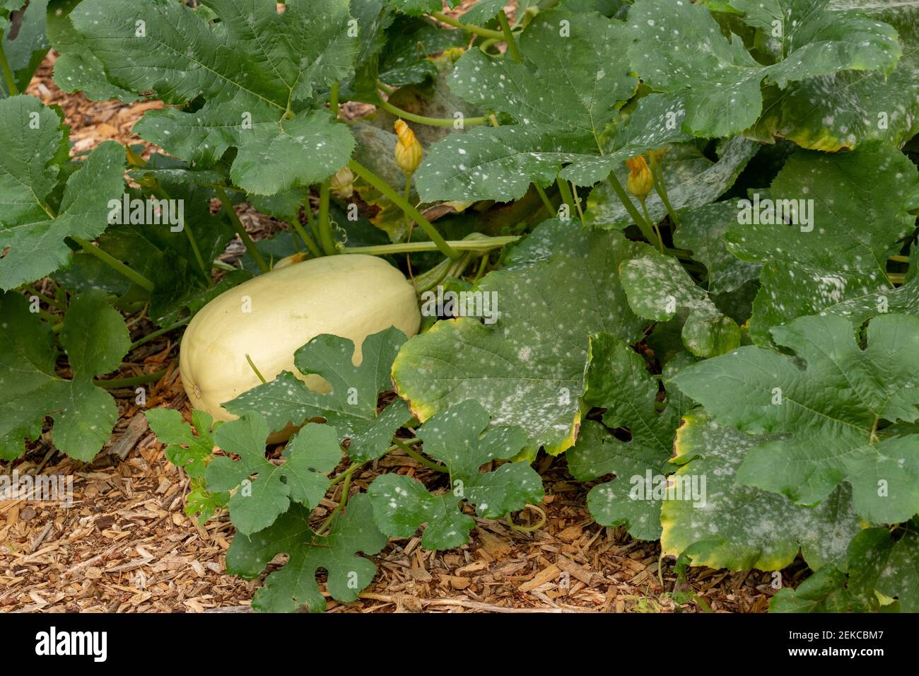 Issaquah, Washington, Stati Uniti. Spaghetti squash pianta con blight sulle foglie Foto Stock