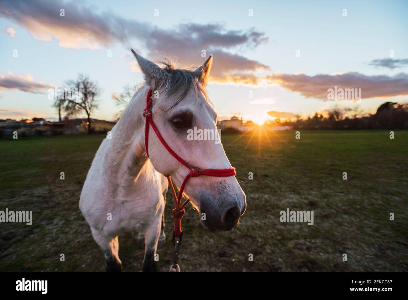 Cavallo che indossa briglia guardando lontano mentre si trova in ranch durante tramonto Foto Stock