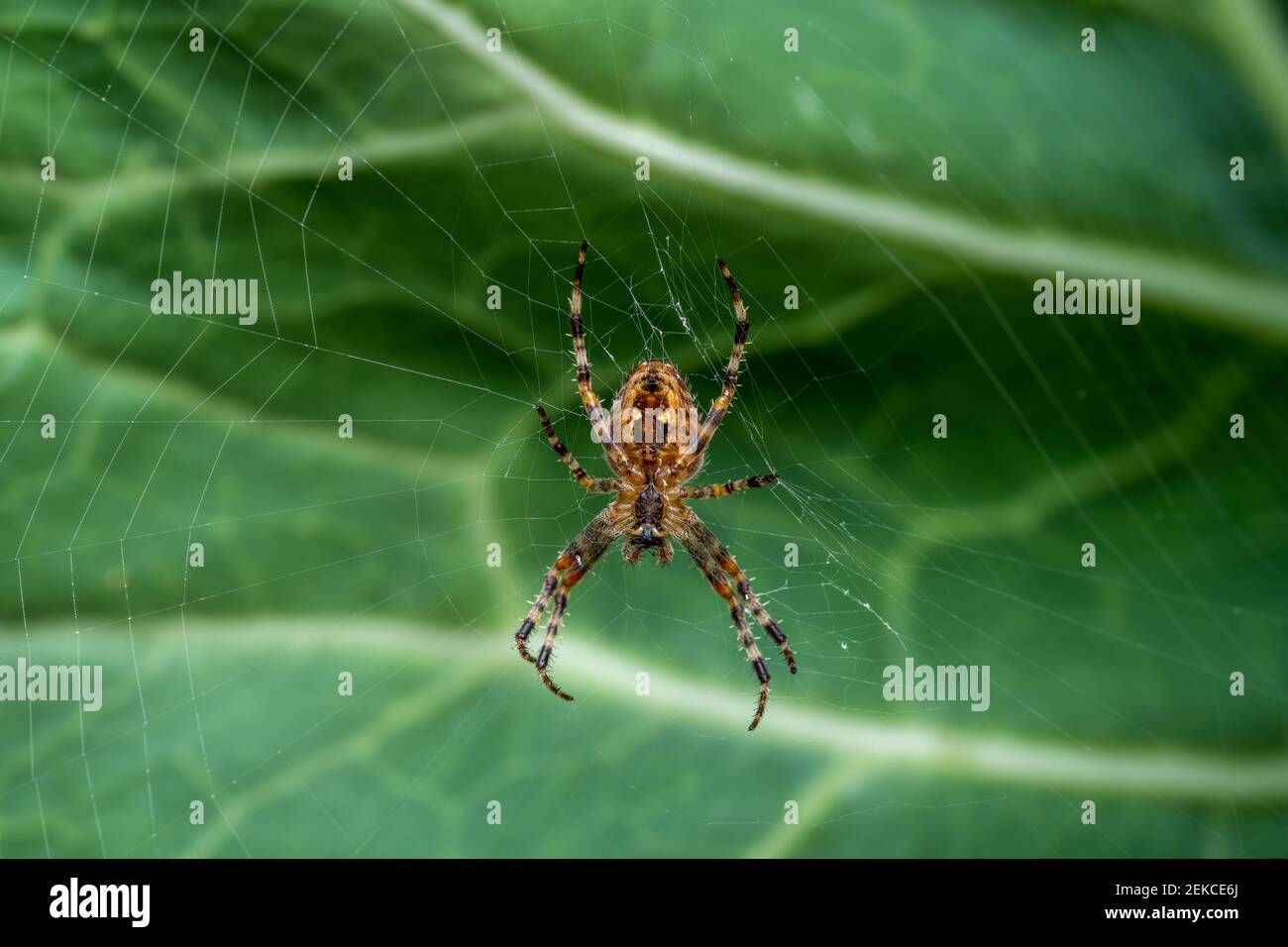 Issaquah, Washington, Stati Uniti d'America. Croce spider (Araneus diadematus) sul suo web in un giardino. Foto Stock