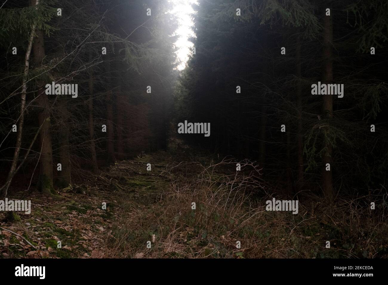 Ritorno alla foresta in Germania Foto Stock