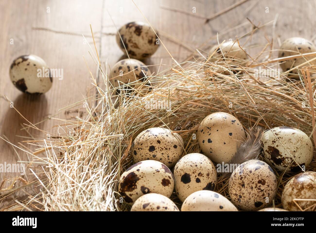 Diverse uova di quaglia in un nido decorativo fatto di paglia su un tavolo di legno primo piano, spazio di copia. Foto Stock