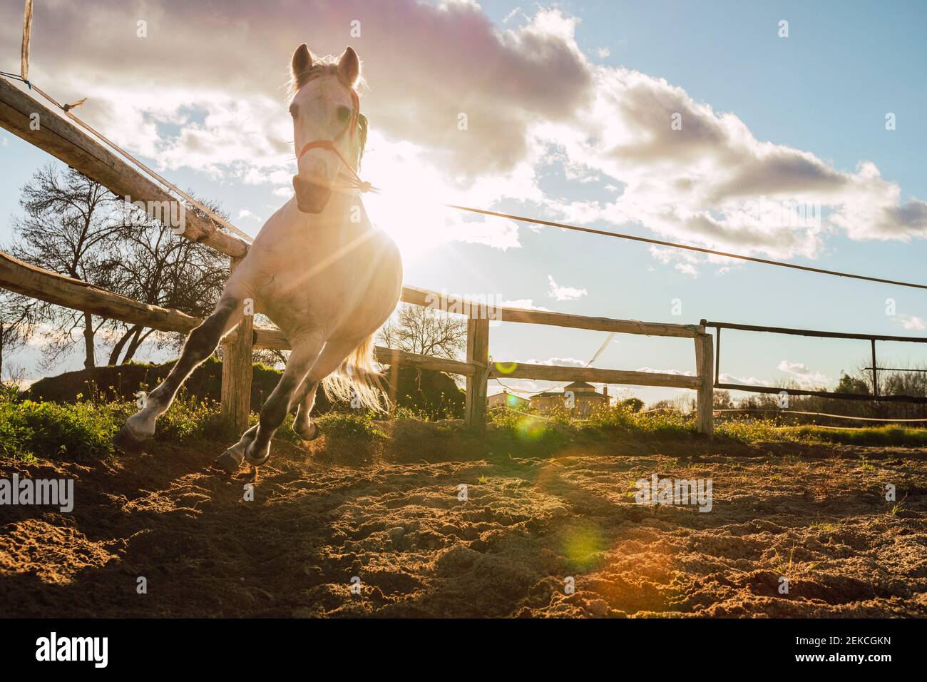 Legato cavallo corsa da recinto Foto Stock