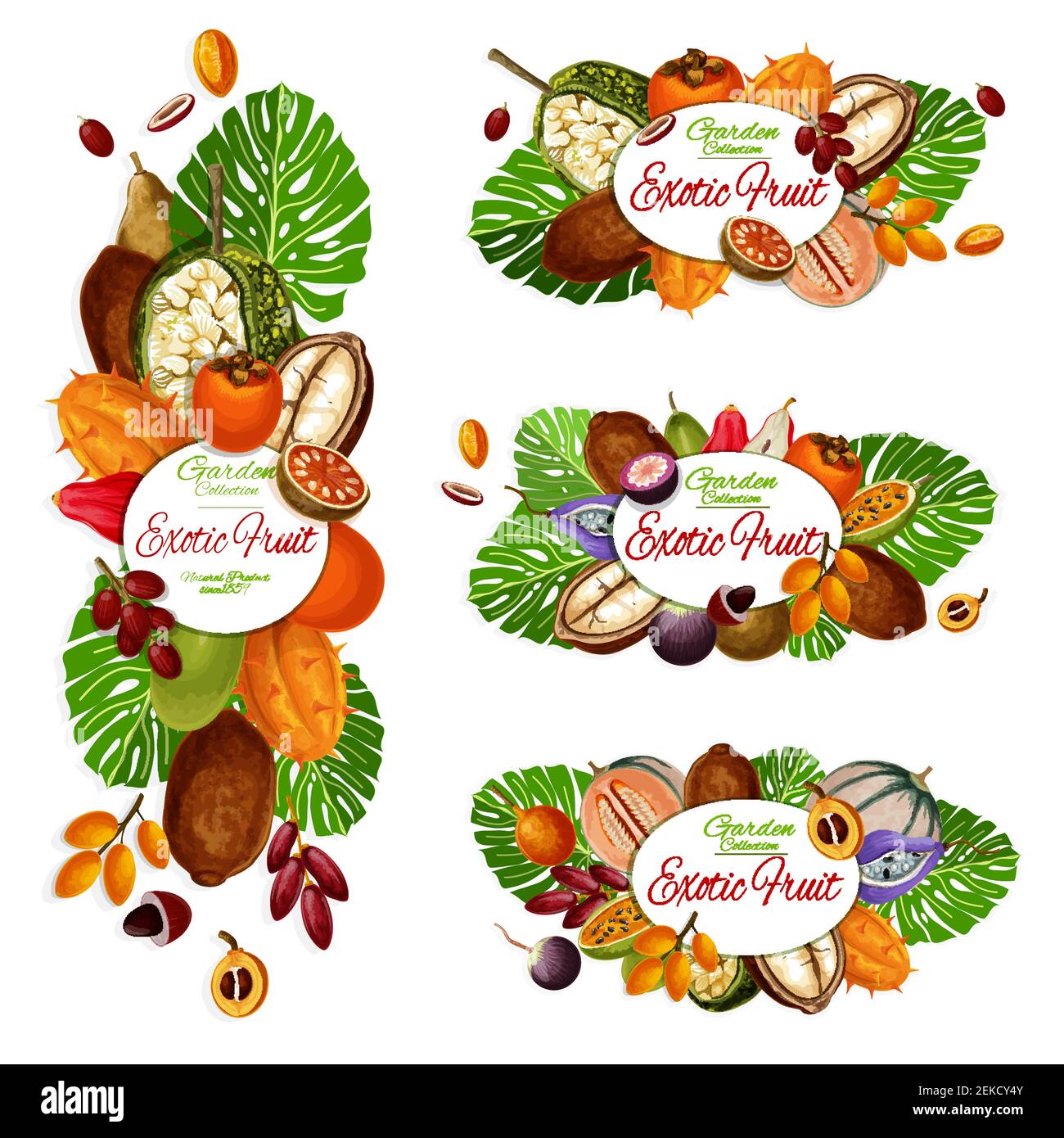 Frutti esotici e bacche vettore icone di persimmon tropicale, cantaloupe e durian, marang, data e kiwano, cupuassu, granadilla e mela stella, kur Illustrazione Vettoriale